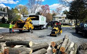 Reliable Garberville, CA Tree Care  Solutions