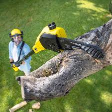 Lawn Renovation and Restoration in Garberville, CA