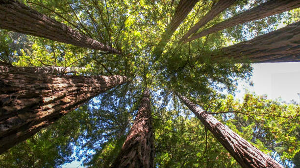 How Our Tree Care Process Works  in  Garberville, CA