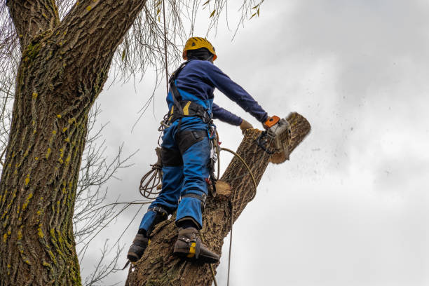 Leaf Removal in Garberville, CA