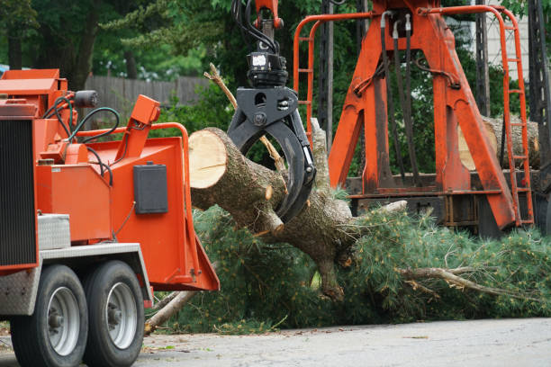 Seasonal Cleanup (Spring/Fall) in Garberville, CA